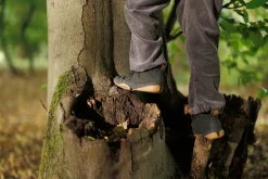 Mispel><noscript><img width=