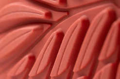 Ranidae><noscript><img width=